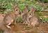 Especies de caza menor: el conejo de monte (Oryctolagus cuniculus)