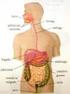 Aparato digestivo. IV - Vertebrados Glándulas anejas. Vertebrados. Organización general 1) Tubo (tracto) digestivo. 2) Glándulas anejas