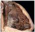 Función sistólica del ventrículo derecho en pacientes con hipertensión pulmonar Análisis con strain y strain rate