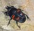 Especies de Scarabaeidae e Hybosoridae (Coleoptera: Scarabaeoidea) que habitan en la comunidad del Rancho El Salado, Jolalpan, Puebla, México