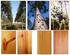 Pinus sp. y Eucalyptus grandis