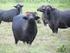 Mejoramiento genético del búfalo en Colombia para la producción de carne