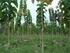 Gmelina arborea. Una especie con amplias posibilidades para el desarrollo de reforestaciones industriales
