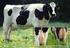 Manejo de la vaca lechera desde el periodo seco al pico de producción
