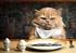 Gatos y alimentación. Percepción del sabor