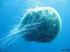 El papel global de las medusas en el océano y el aumento de sus poblaciones