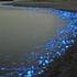 Listado actualizado de las medusas de la Laguna de Términos, Campeche, México