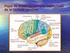 Corteza Cerebral y Áreas Funcionales