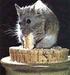 1 - Las poblaciones de ratón doméstico, Mus domesticus ubicadas en la provincia de