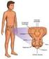 Son los órganos reproductores masculinos o femeninos presentes incluso antes del nacimiento.