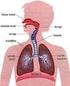 Anatomía y fisiología del Sistema Respiratorio