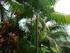USOS DE LAS PALMAS EN LAS TIERRAS BAJAS DEL PACÍFICO COLOMBIANO Uses of palms in the Pacific lowlands of Colombia