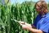 Respuesta variable de maíz y de soja a la fertilización fosforada