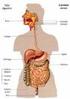 El aparato digestivo está formado por los siguientes órganos: boca, faringe, esófago, estómago, intestino delgado, intestino grueso, recto y ano.