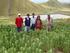 Proyecto Desarrollo del Corredor Puno - Cusco. Cereales. Cultivos Andinos
