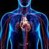 Sistema sanguíneo Corazón Circulación de la sangre Vasos sanguíneos La sangre. Sistema linfático Vasos linfáticos Ganglios linfáticos La linfa