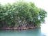 Los manglares del Perú
