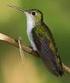 Amazilia chionogaster White-bellied Hummingbird Colibrí de vientre blanco