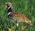 Región de Murcia. Las aves esteparias. de la Región de Murcia