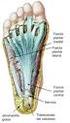 FASCITIS PLANTAR. Es una aponeurosis fibrosa que se extiende del hueso calcáneo (talón) hasta la base de las primera falange de los 5 dedos del pie.