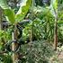 Eficiencia energética del cultivo de Banano