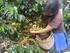 DIRECCION DE PRODUCTIVIDAD Y COMPETITIVIDAD Cultivo de piña (Ananas comosus L. Merril) GOBIERNO DEPARTAMENTAL AUTONOMO DE SANTA CRUZ