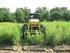 Control de malas hierbas en maíz con métodos mecánicos