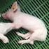 Nutrición y patología digestiva del lechón y del cerdo en crecimiento-cebo