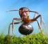 Hormigas: Relaciones Especies-Área en Fragmentos de Bosque Seco Tropical