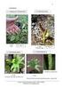 Guía de Consultas Diversidad Vegetal. FACENA (UNNE) MONOCOTILEDONEAS Poales: Typhaceae