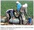 Residuos de insecticidas organoclorados presentes en leche cruda comercializada en el departamento de Córdoba, Colombia