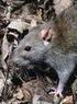 CONSERVACION Las Ratas y su Control Ratón Común: Rata Negra: Rata Parda: Venenos Agudos: Venenos Semiagudos: Venenos Crónicos: