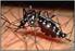 Dengue: crónica de un brote anunciado