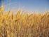 Campaña de soja y maíz 2012/2013 en Tucumán: superficie sembrada y comparación con campañas anteriores