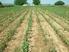 cultivo maíz-cebada Optimización de la fertilización nitrogenada en sistemas de doble ESPECIAL MAÍZ