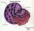 Poros. Nucléolo Ribosomas