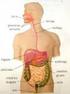 SISTEMA DIGESTIVO Sistema digestivo I: Tubo digestivo