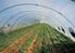Introducción a la Agricultura ecólogica en invernaderos: Sanidad de los cultivos