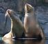 Convención para la conservación de focas marinas Antártica