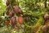 Ruta de cacao en Arauca Plan de acción. Producto 7