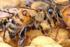 Evaluación de la resistencia del ácaro Varroa destructor al fluvalinato en colonias de abejas (Apis mellifera) en Yucatán, México