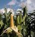 Ensayos comparativos de rendimiento de maíz