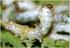 Valor nutritivo de larvas y pupas de gusano de seda (Bombyx mori) (Lepidoptera: Bombycidae)
