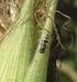 Control biológico de la mosca de los es gmas del maíz