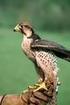 Nuevos datos sobre la población del Halcón Sacre Falco cherrug en Bulgaria