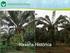 Pudrición de Cogollo en Palma Aceitera en Suriname