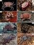 Diversidad y distribución de los crustáceos estomatópodos y decápodos en el estuario del río Gallegos (Santa Cruz, Argentina)