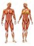 Anatomía humana I. Sistema muscular