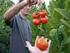 Implantación del cultivo de tomate para industria