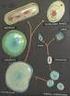 Dentro de estos organismos algunos son procariontes y no tienen nada que ver con los eucariotas.